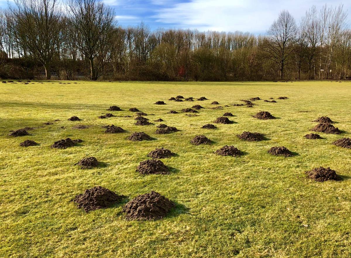 Pourquoi et comment se débarrasser des taupes ? Audincourt