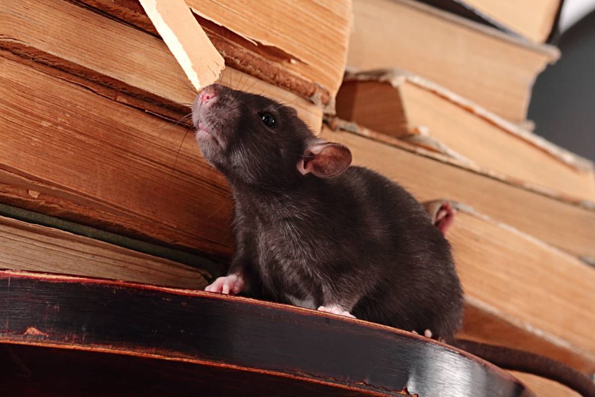 Quelles sont les précautions à prendre pour prévenir l’invasion des rats ? Riedisheim