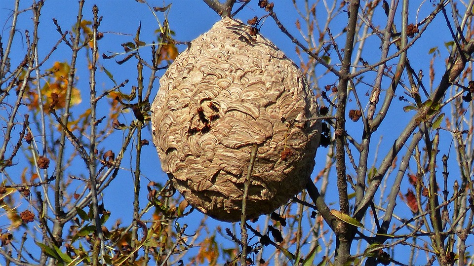 Comment savoir si on a un nid de guêpes ? Illzach