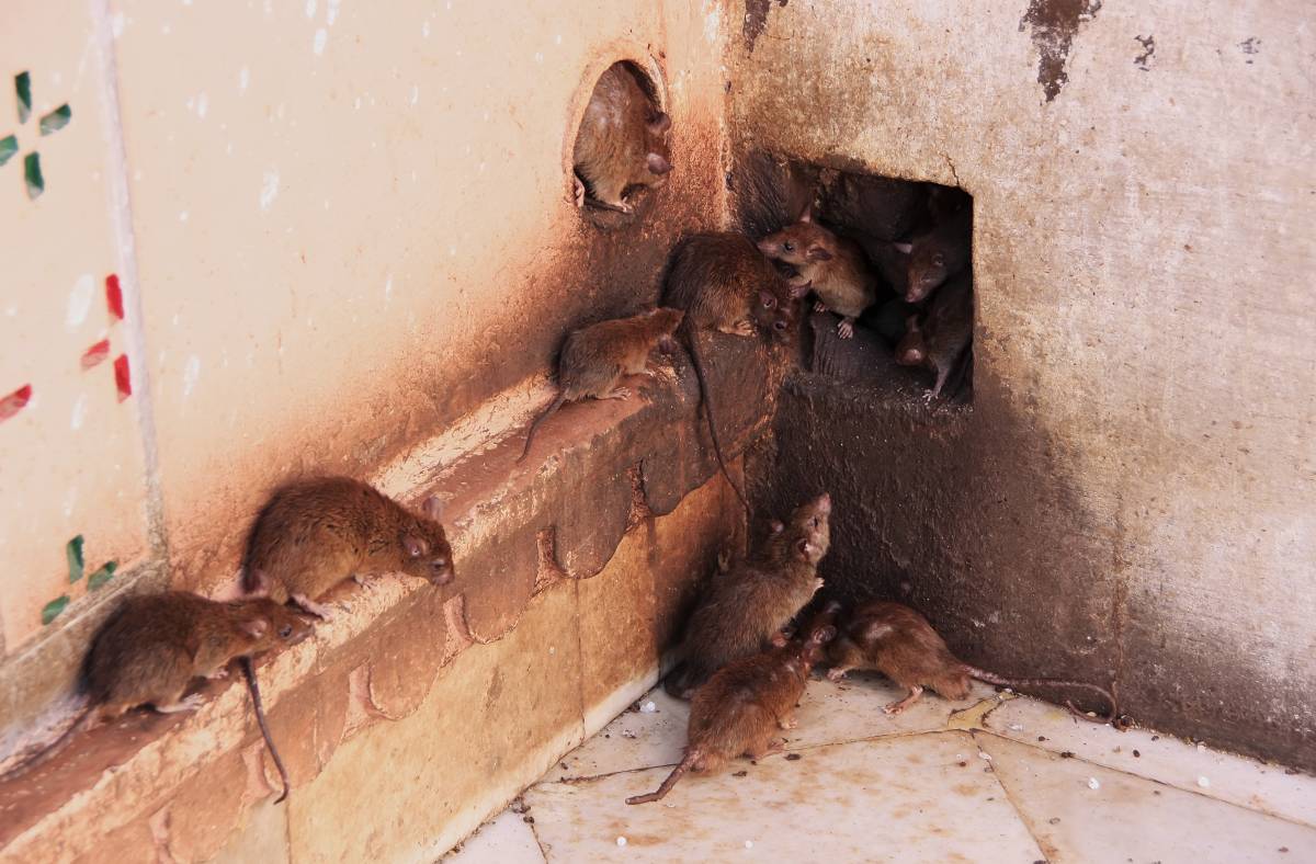 Les rats peuvent-ils s’introduire dans les cloisons d’une maison ? Riedisheim