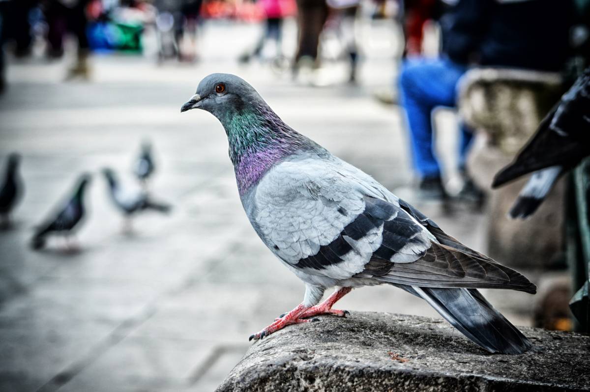 Quelle odeur fait fuir les pigeons ? Colmar