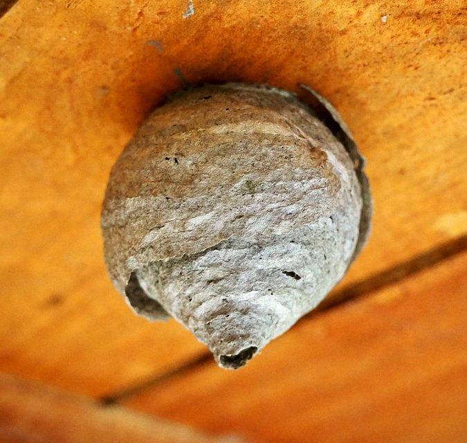 Entreprise de désinsectisation de nuisibles volants et rampants en Alsace Kingersheim 1