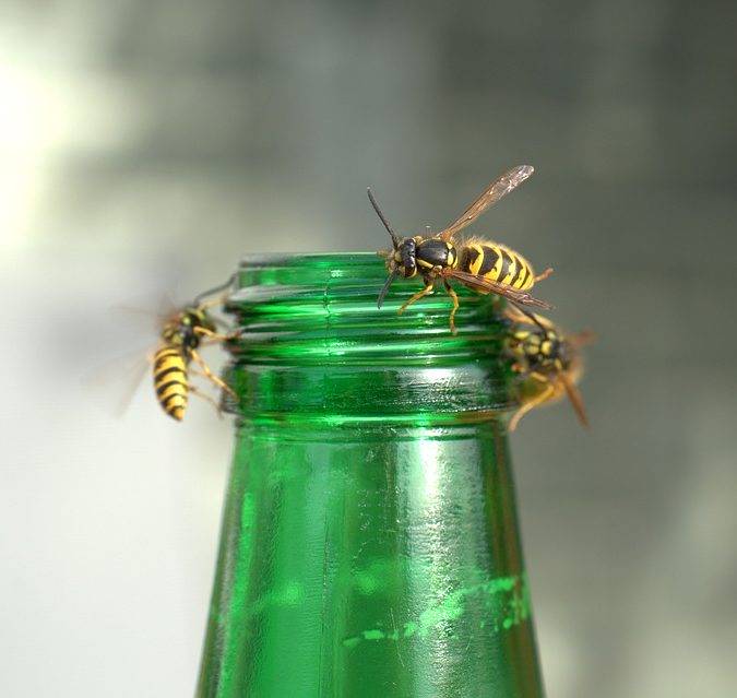 WASPS PLAGUE 3691852_960_720 675X639 | KD Pro Entreprise de désinsectisation de nuisibles volants et rampants en Alsace Illzach 2