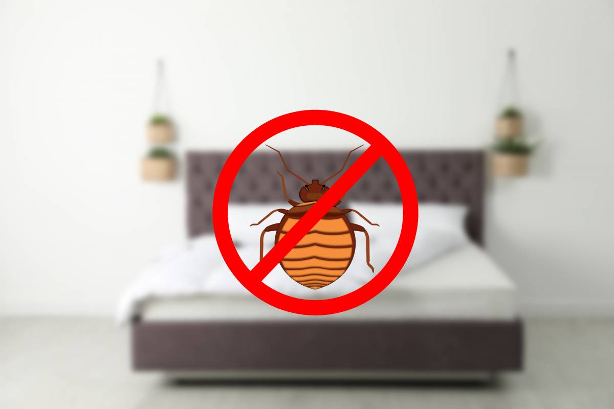 Comment éviter les punaises de lit en voyage ? Audincourt