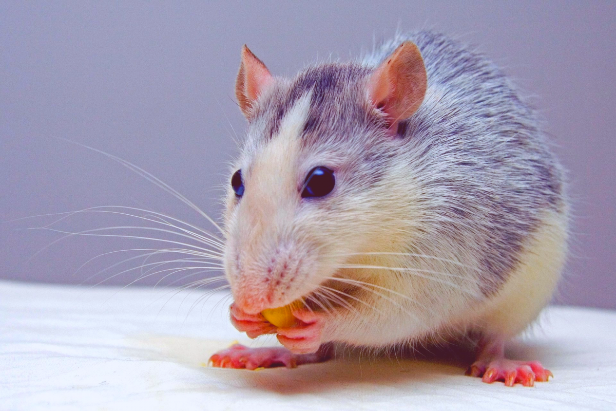 Comment se débarrasser des rats dans la maison ? Rixheim