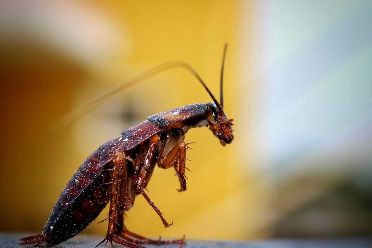 Qu&#8217;est-ce qu&#8217;une blatte ? Saint-Louis