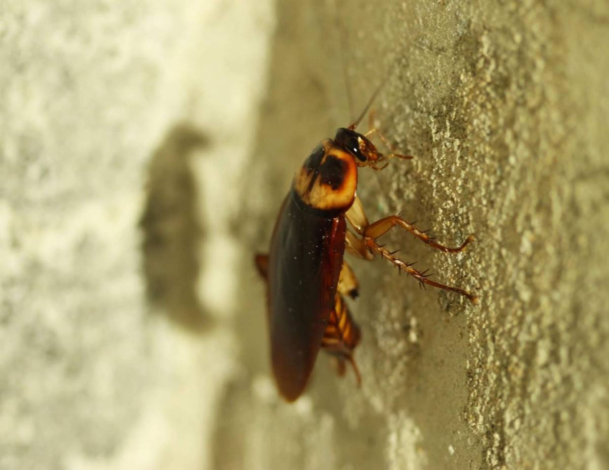 Est-ce que les cafards sont dangereux ? Riedisheim