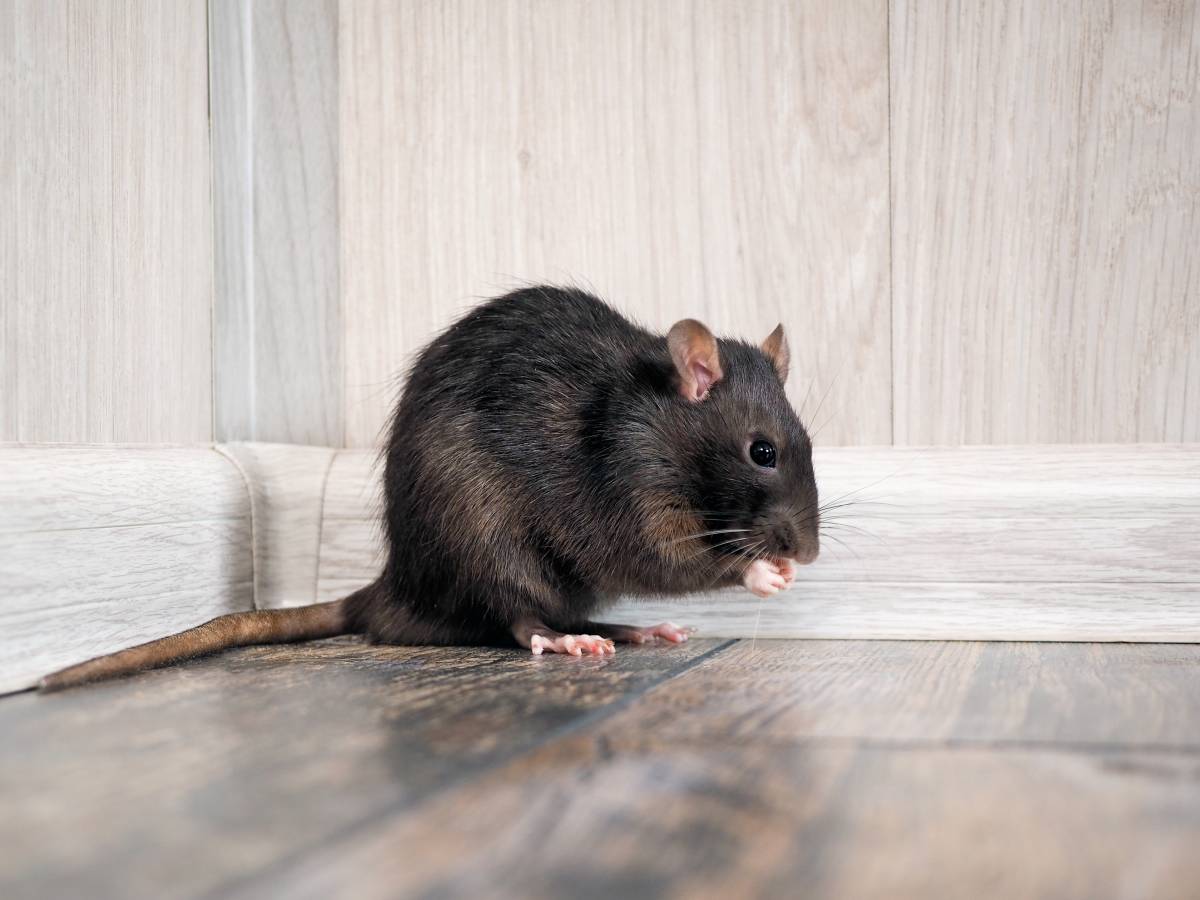 Est-ce que les rats sont dangereux ? Wittenheim
