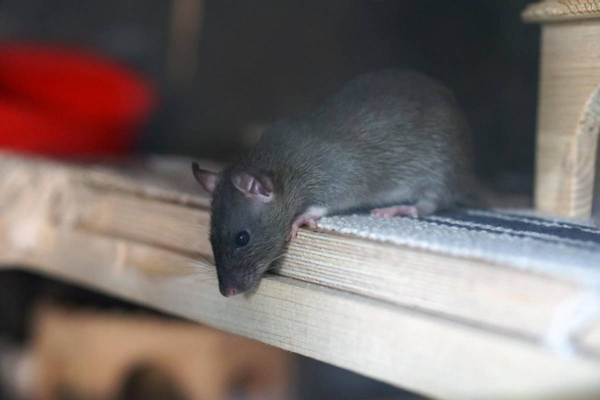 Comment faire fuir les rats naturellement ? Rixheim