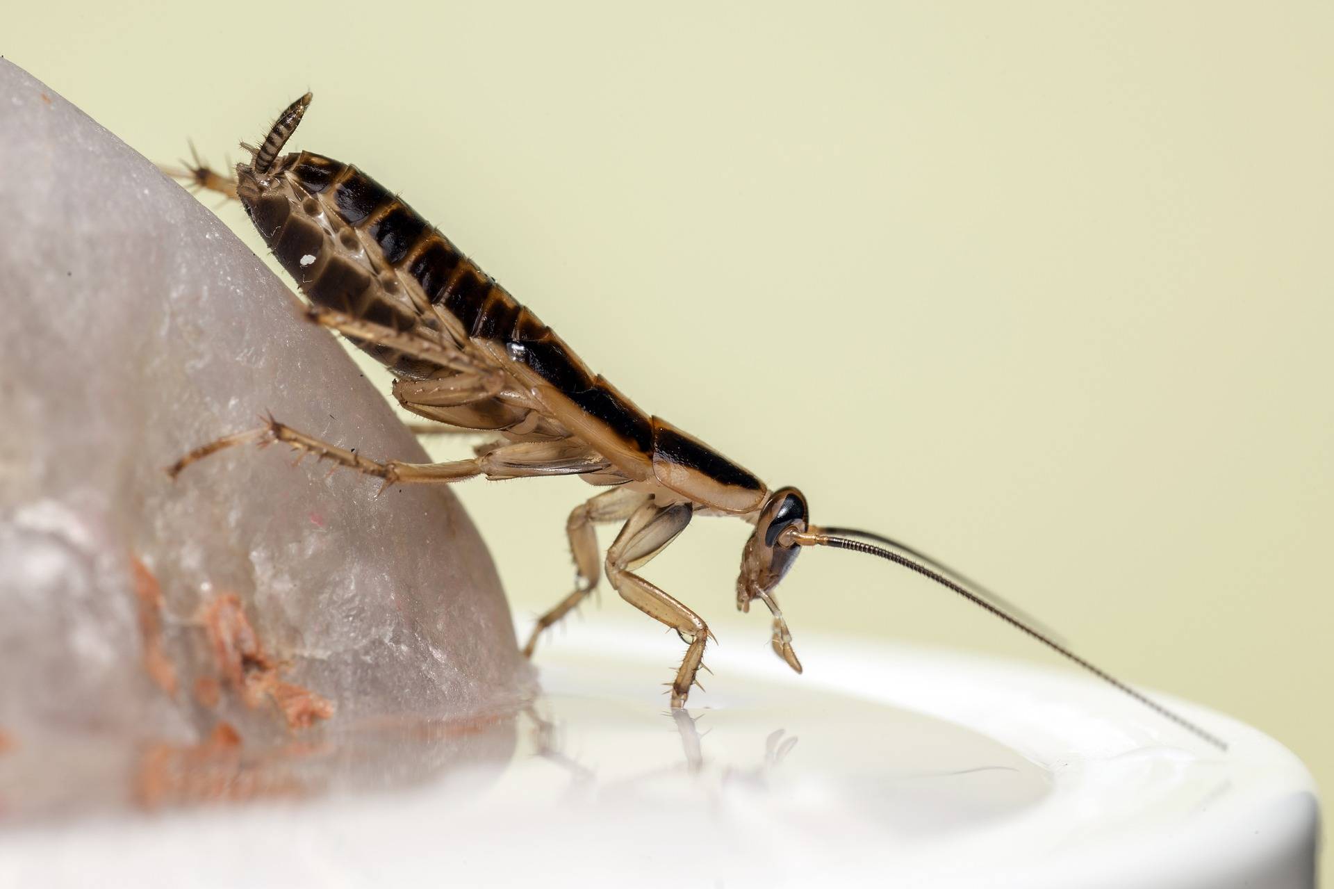 Comment arrivent les blattes dans une maison ? Riedisheim