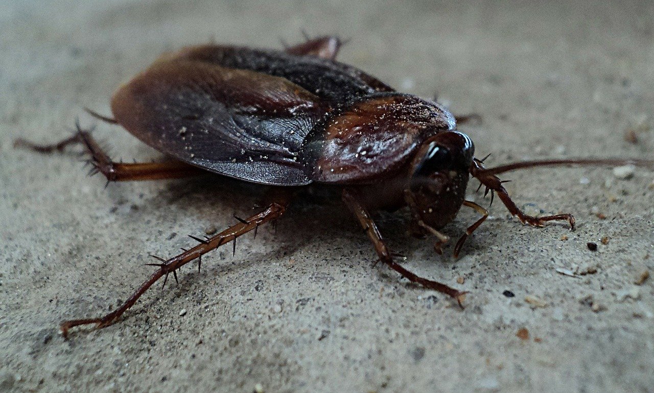 Quelles sont les mesures de précaution à prendre pour éviter la prolifération des blattes dans les appartements collectifs ? Riedisheim