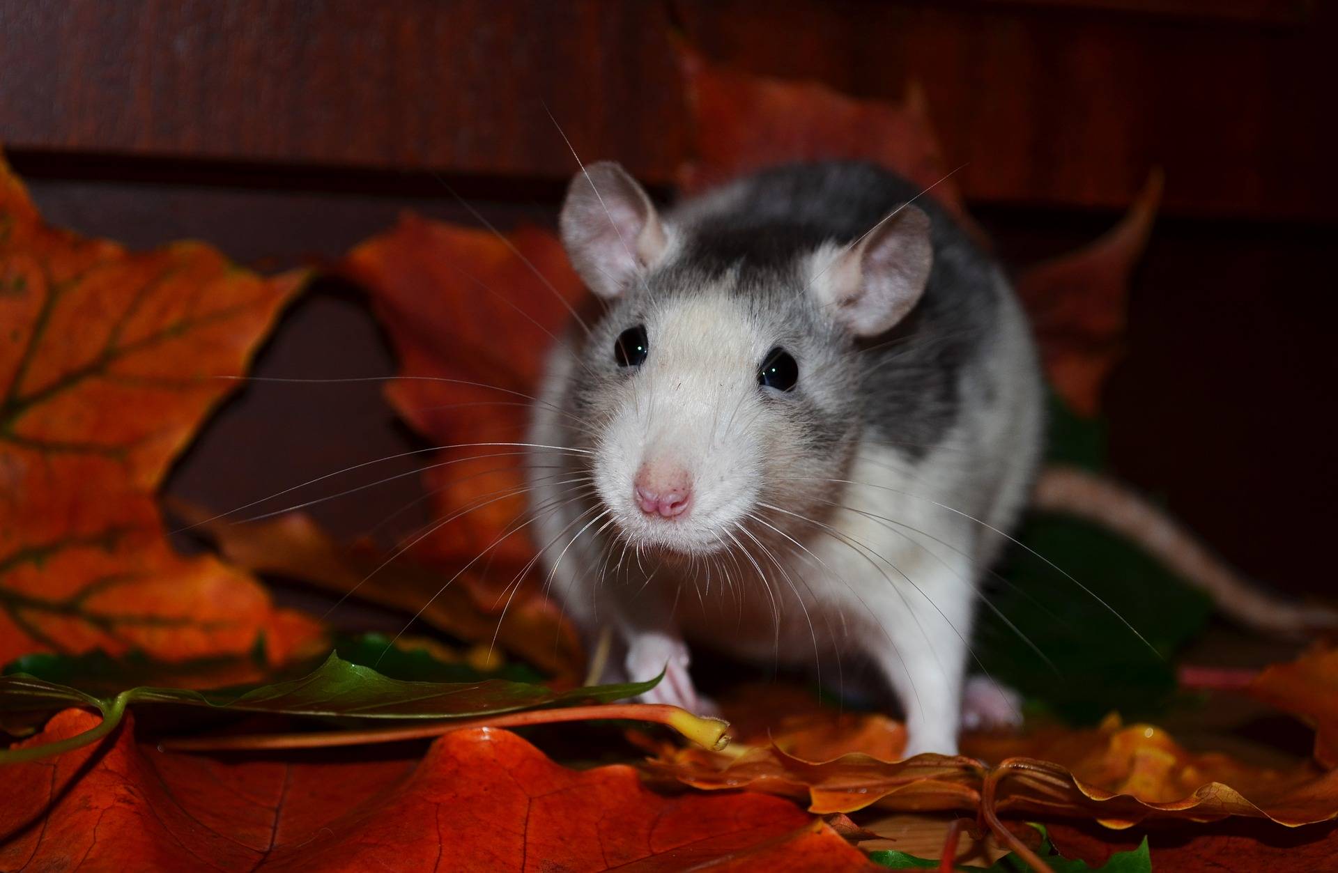 Quel produit pour tuer les rats ?