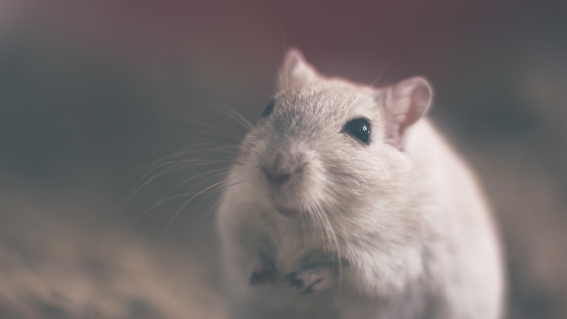 Les meilleurs pièges pour tuer ou capturer les rats