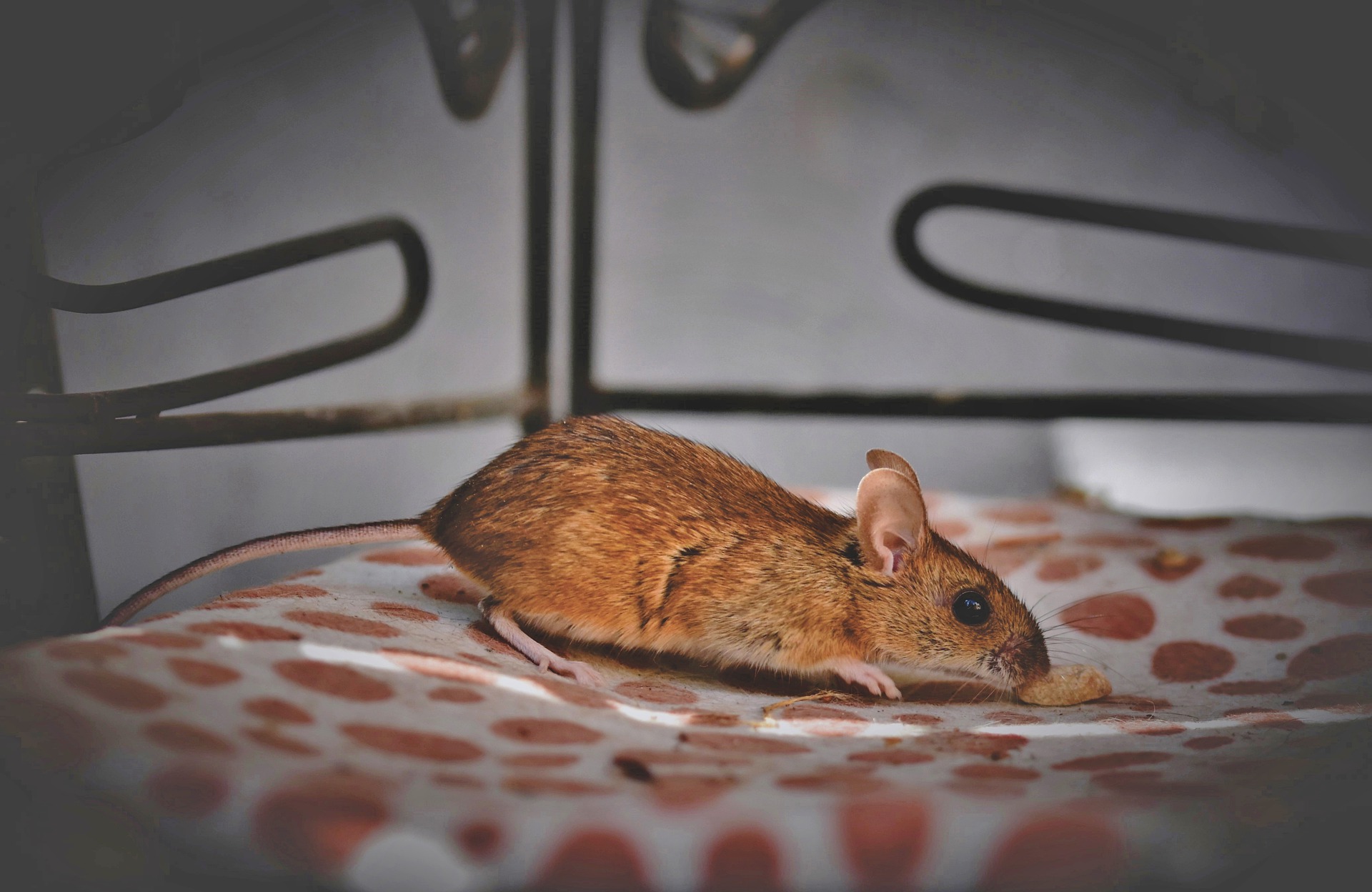 SOURIS | KD Pro Quels sont les produits efficaces contre les rats ? Audincourt