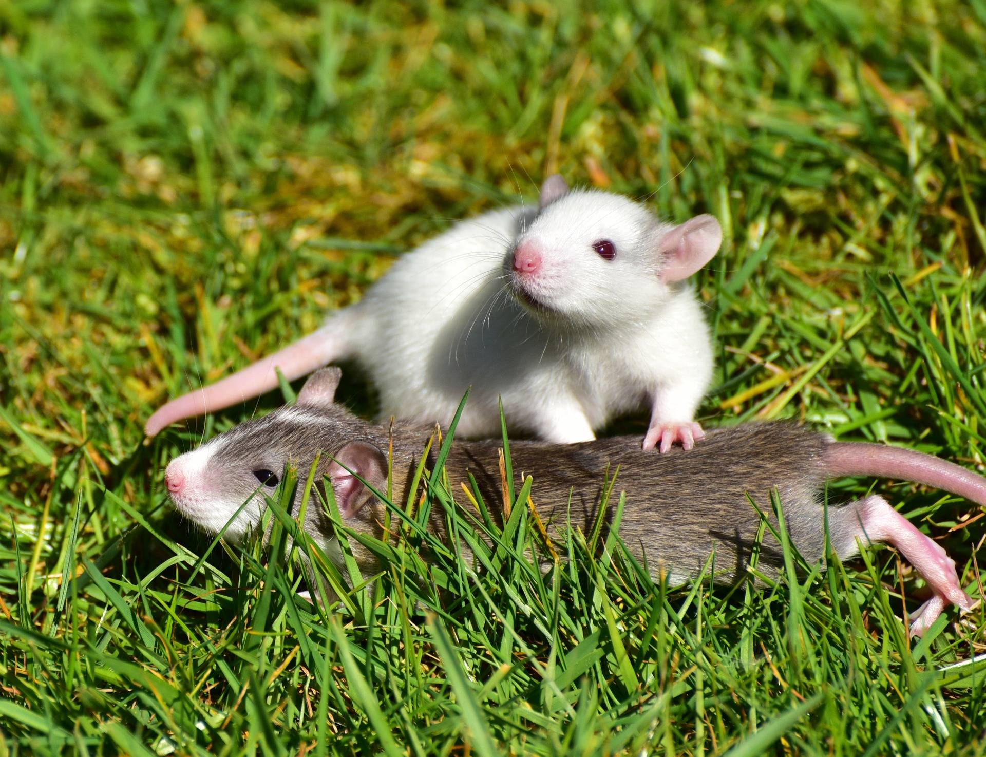 Comment se débarrasser des rongeurs dans le jardin ? Colmar