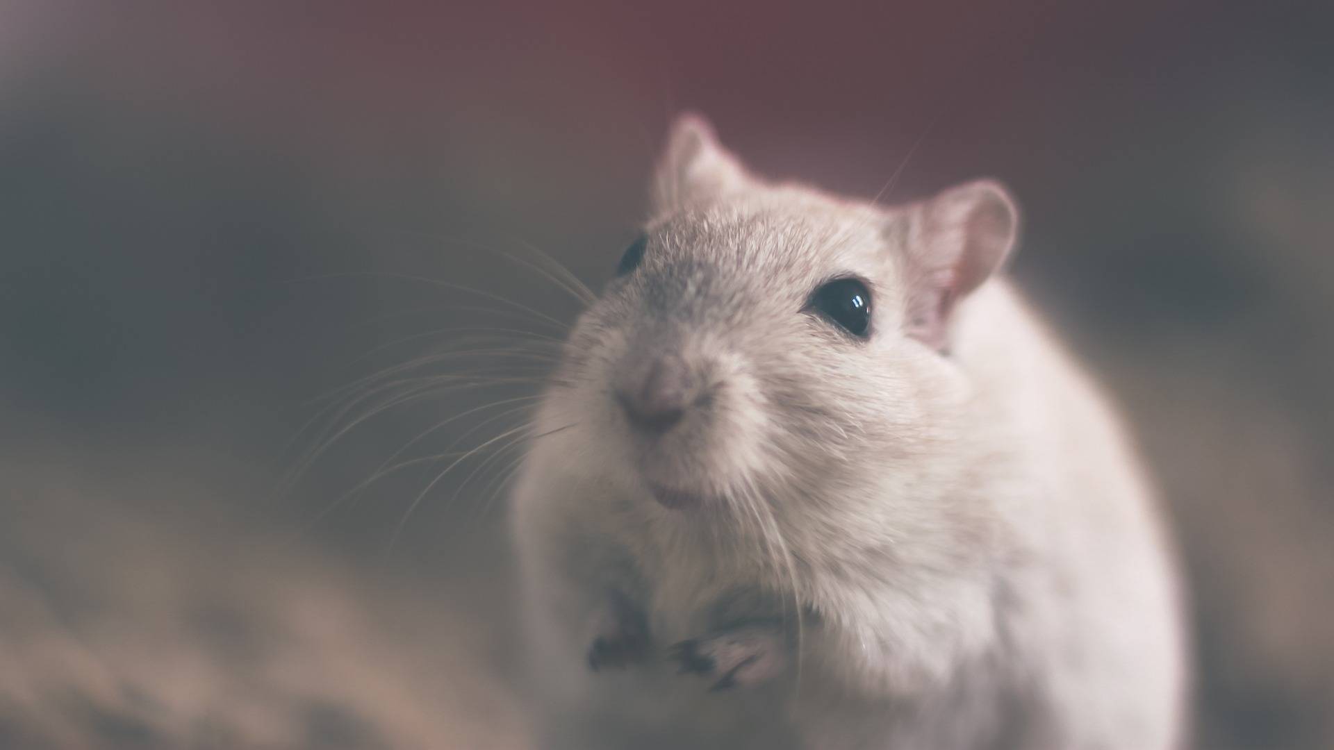 Comment tuer les rats dans une maison ?