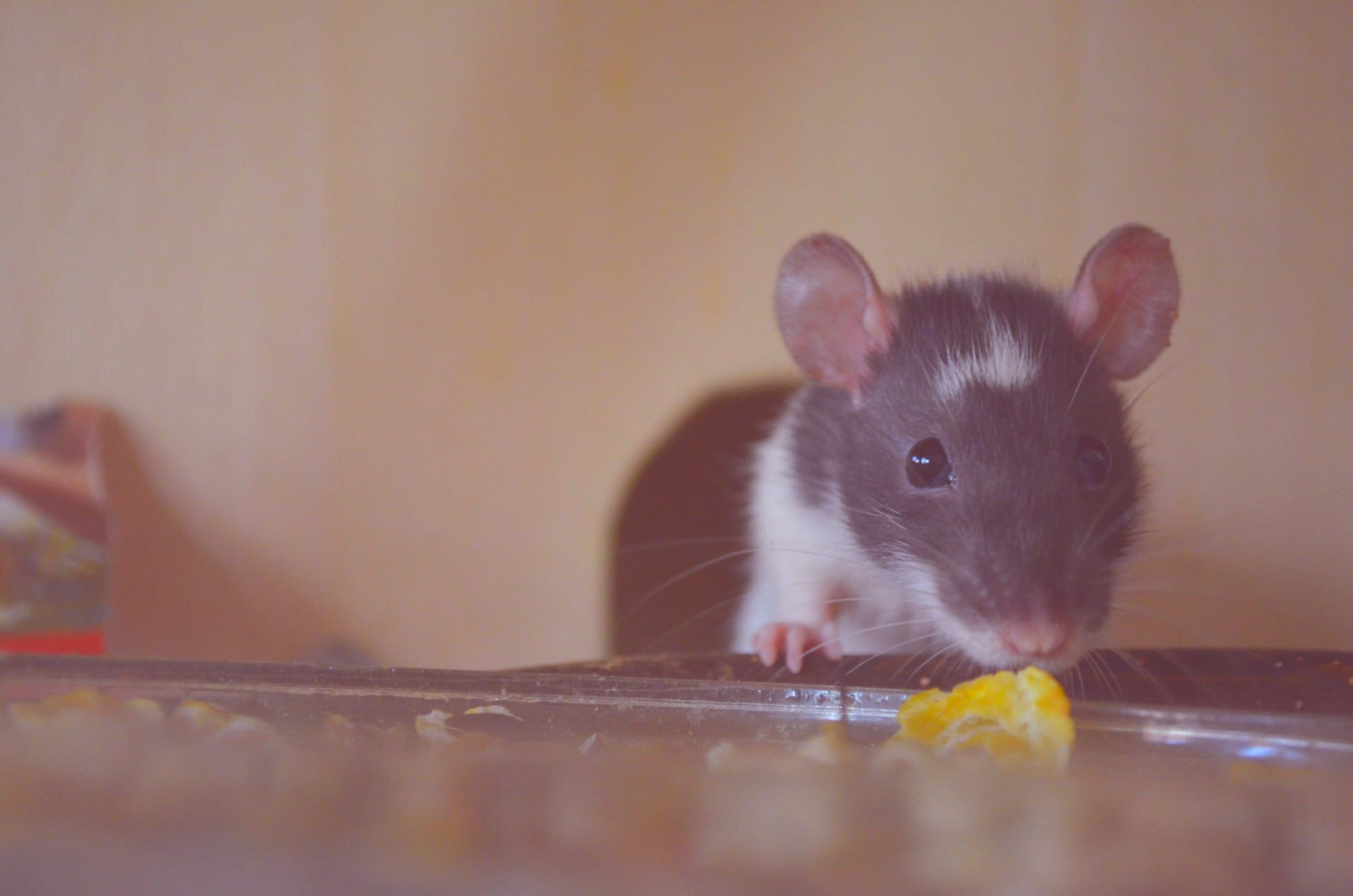 Eloigner les rats naturellement : les odeurs qu'ils détestent - Aroma-Zone