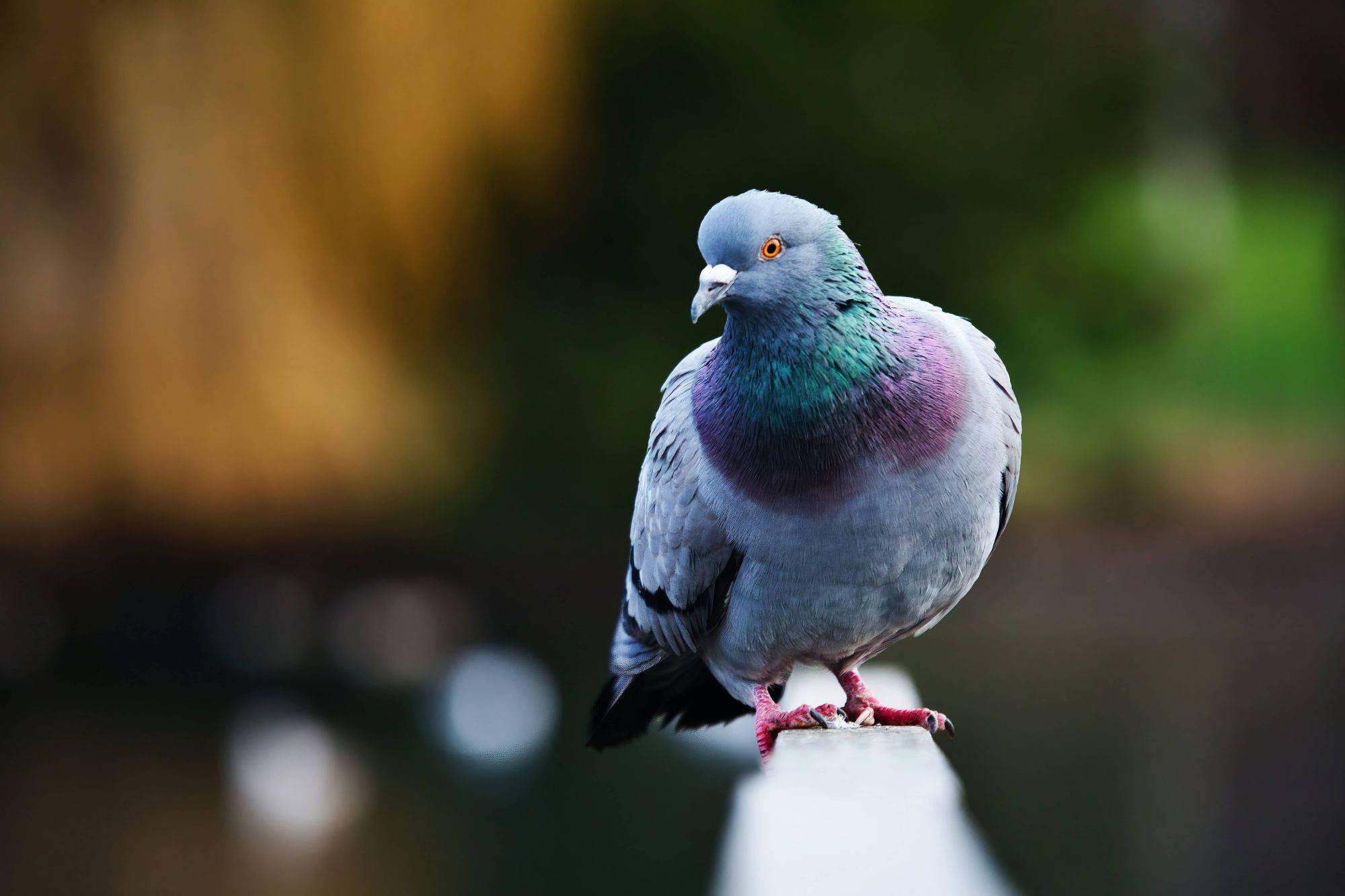 1 Bec Doiseau Pic De Pigeon Haute Épine Extérieure Balcon - Temu