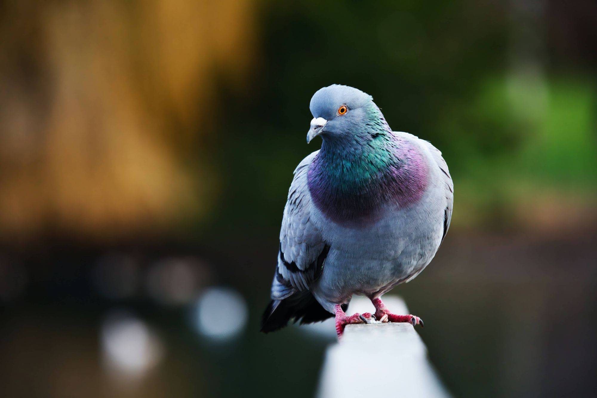 Quels sont les risques d&#8217;une invasion de pigeons ? Wittenheim