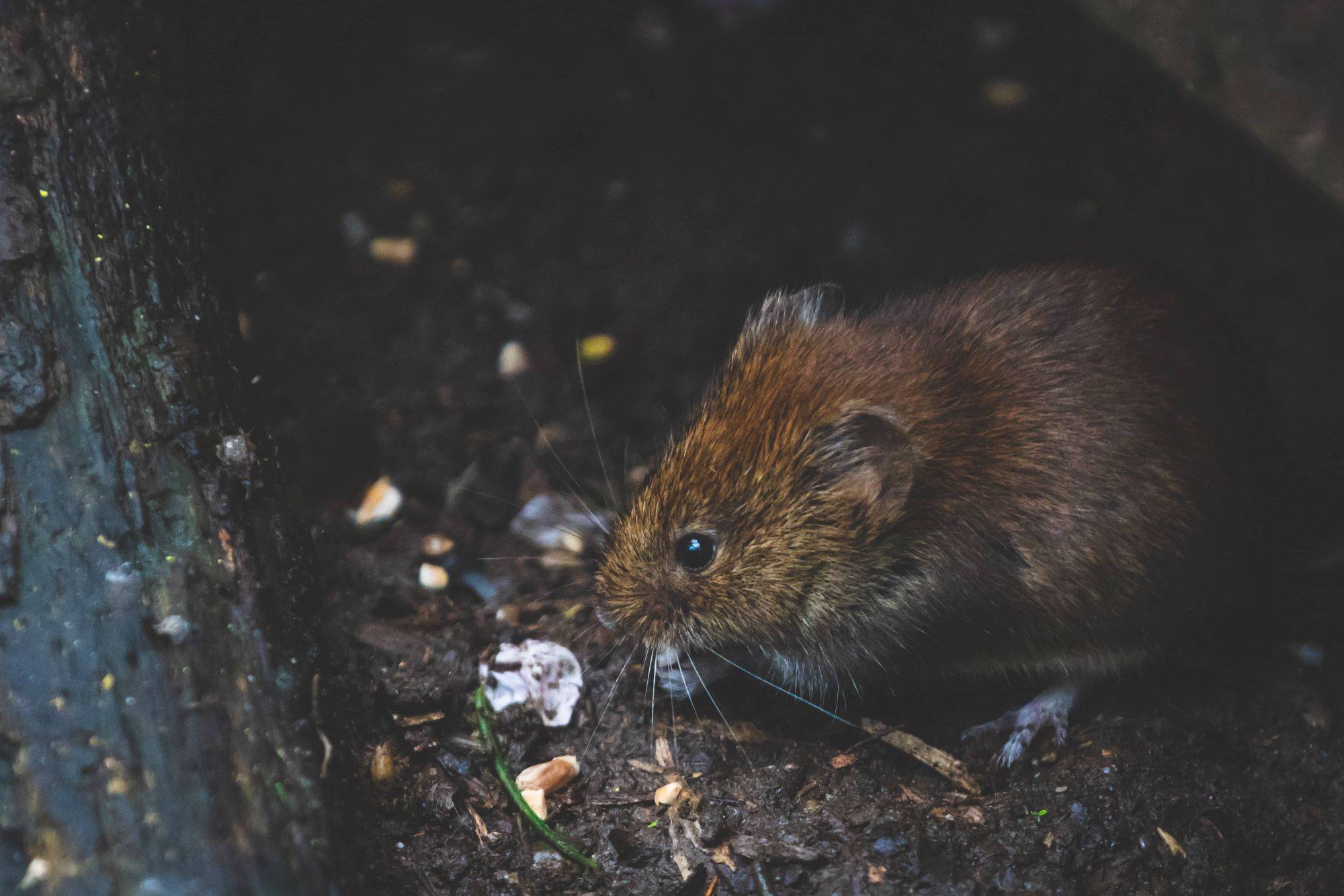 Quelles maladies peuvent transmettre les rats ? Saint-Louis