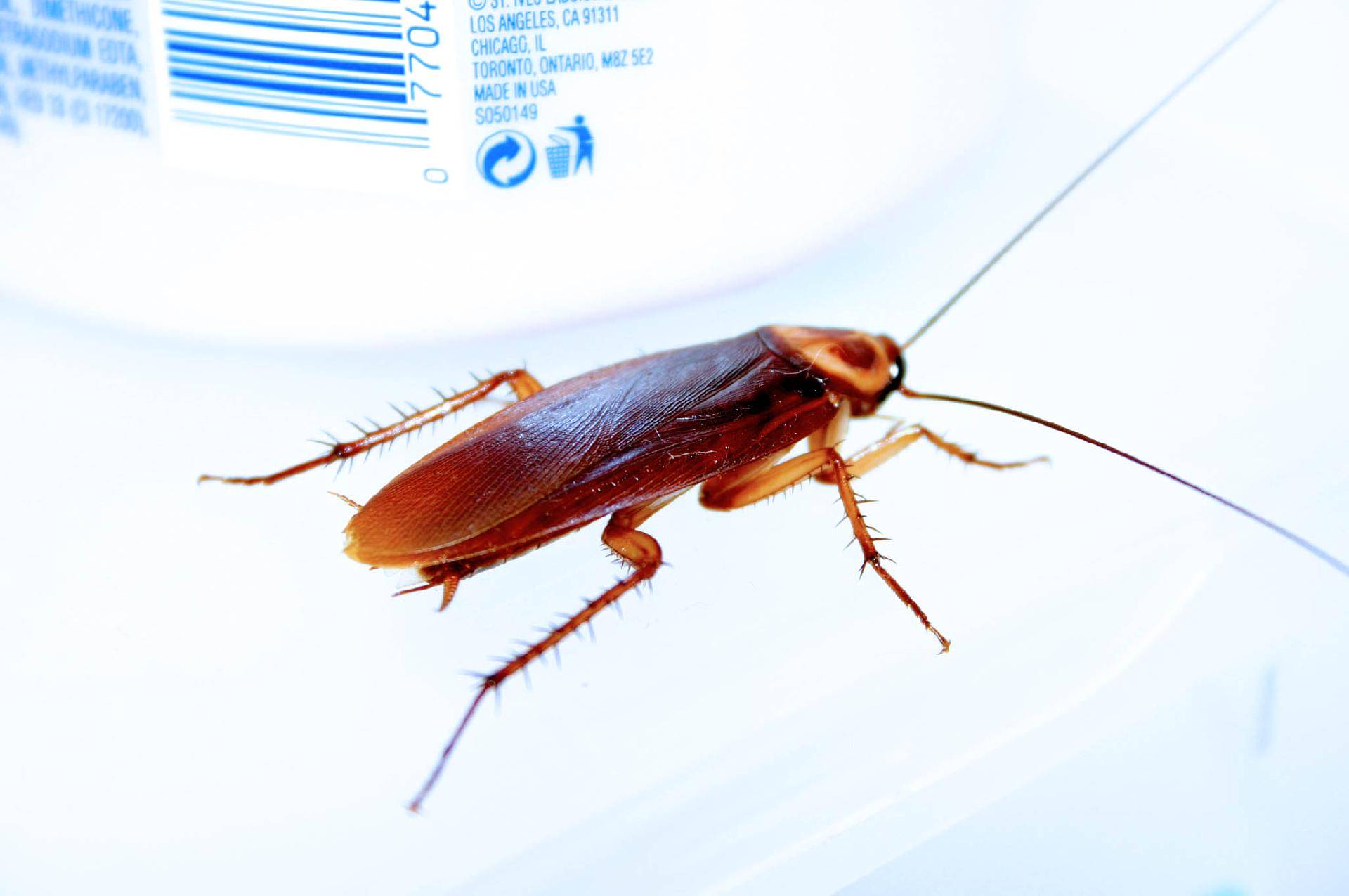 Quel est le danger des blattes ? Mulhouse