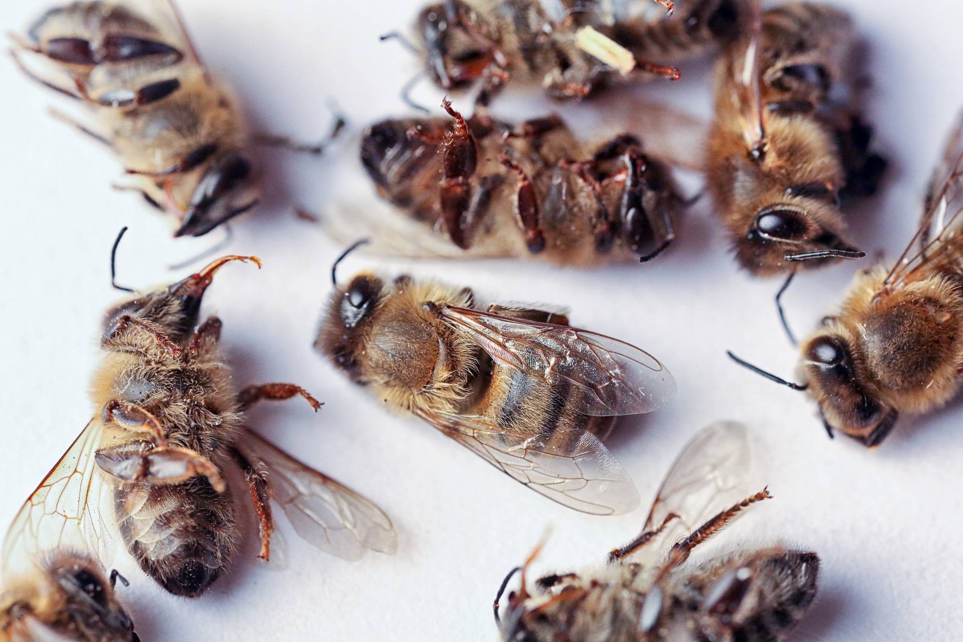 Comment fonctionnent les insecticides ? Guebwiller