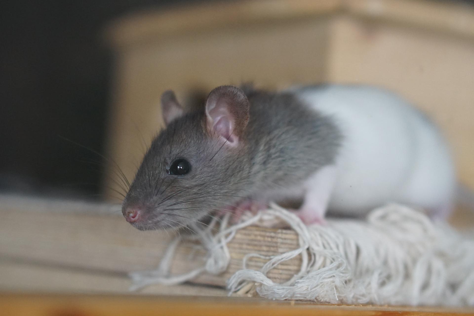 Comment détecter la présence de rats ? Kingersheim
