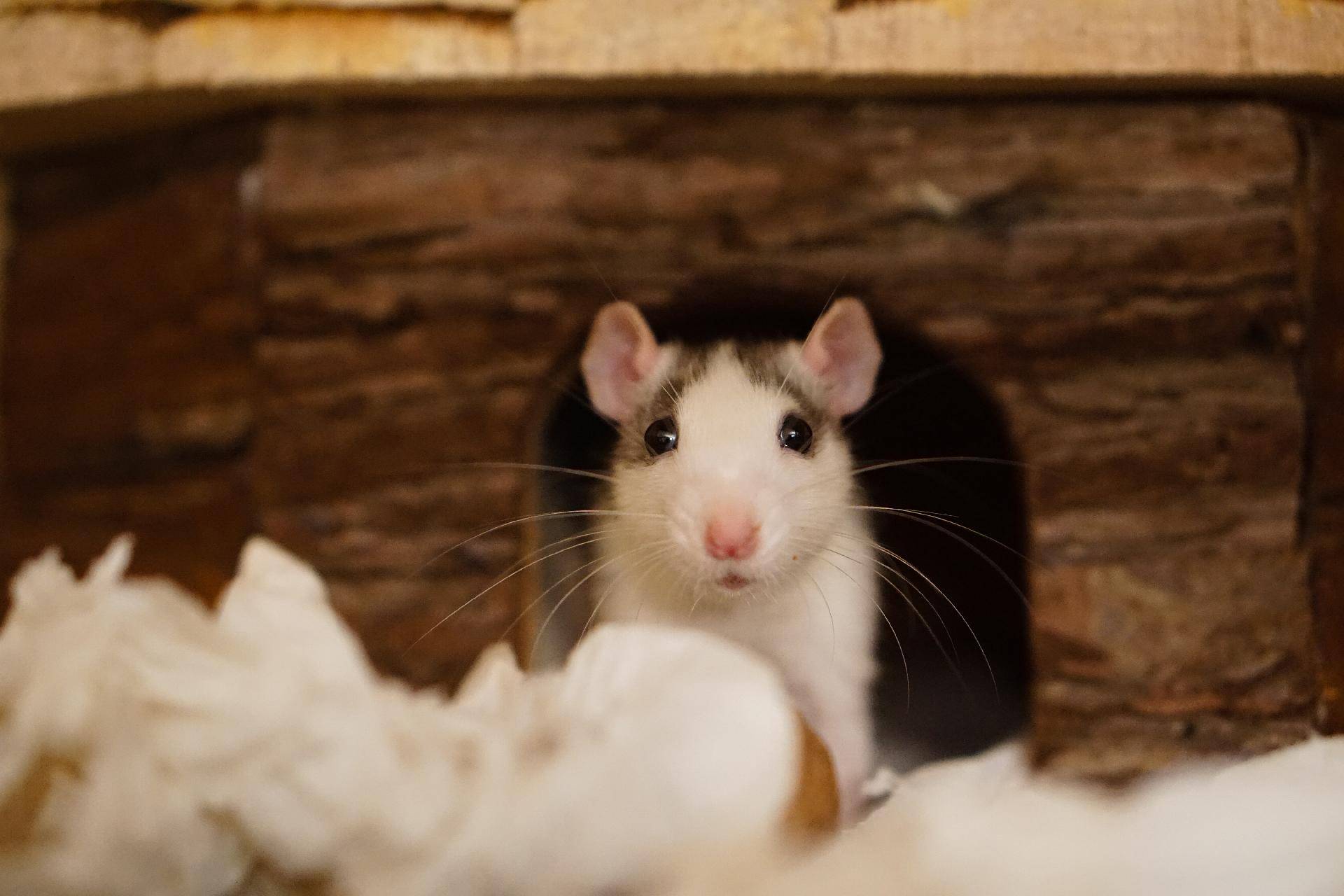 Comment nettoyer l’urine de rat ? Montbéliard