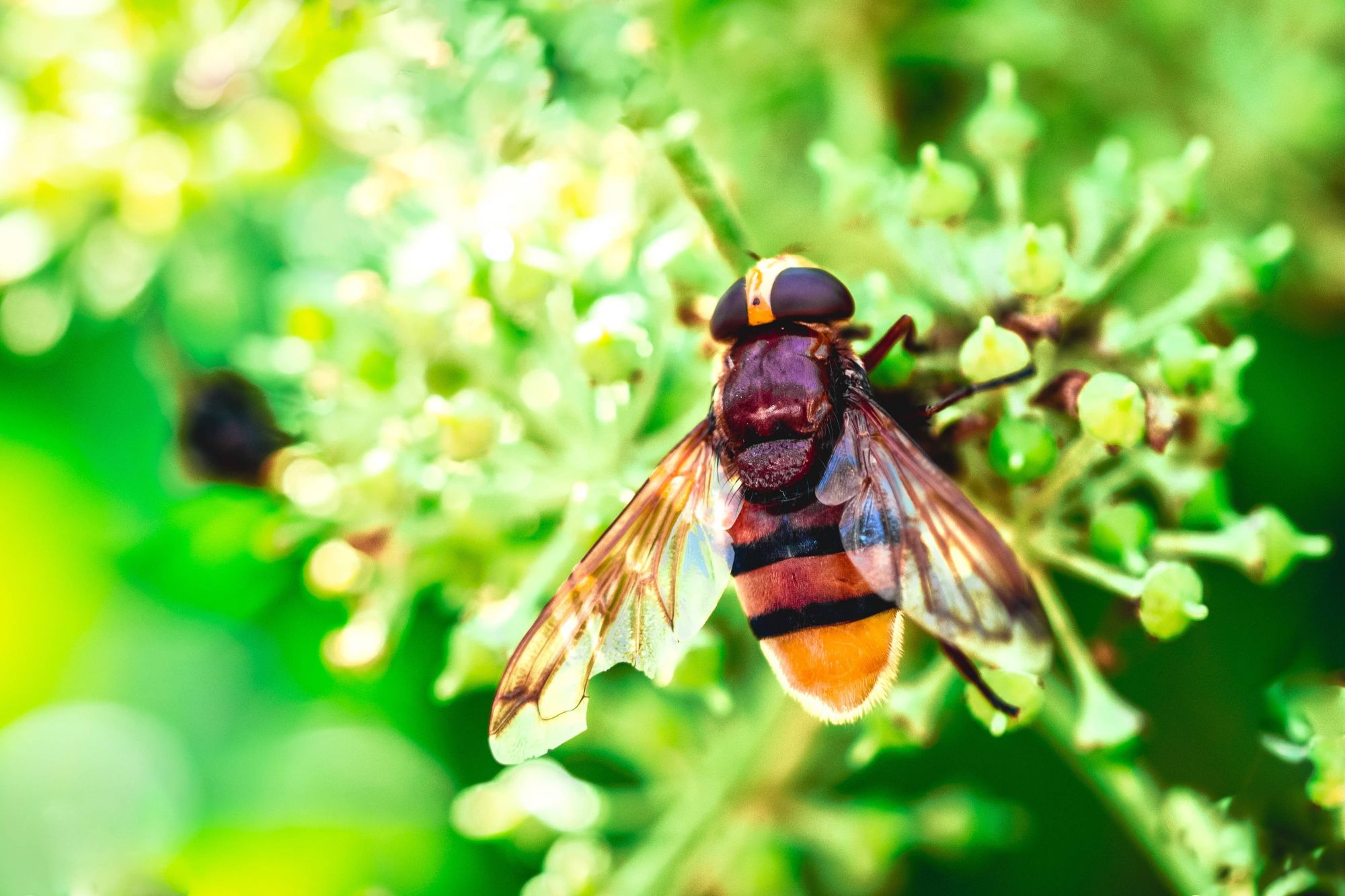 FRELON ASIATIQUE | KD Pro Quelle est la différence entre un frelon et un frelon asiatique ? Colmar