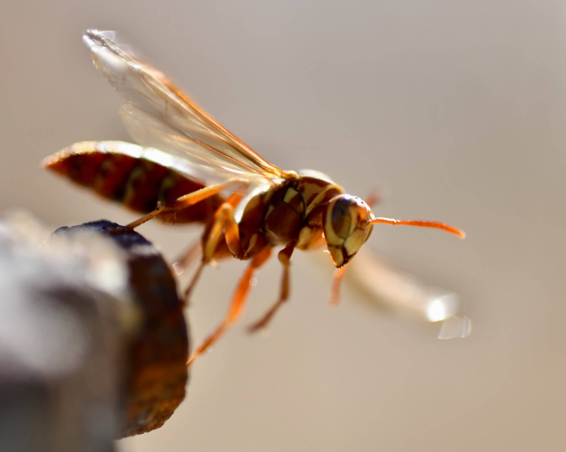 Comment savoir si on a un nid de frelons ? Wittenheim