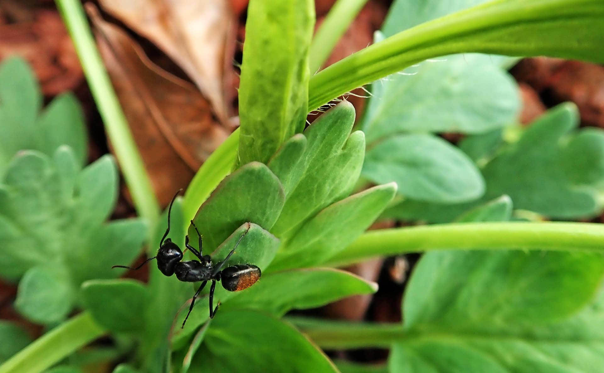 Comment se débarrasser des fourmis dans le jardin ? Kingersheim