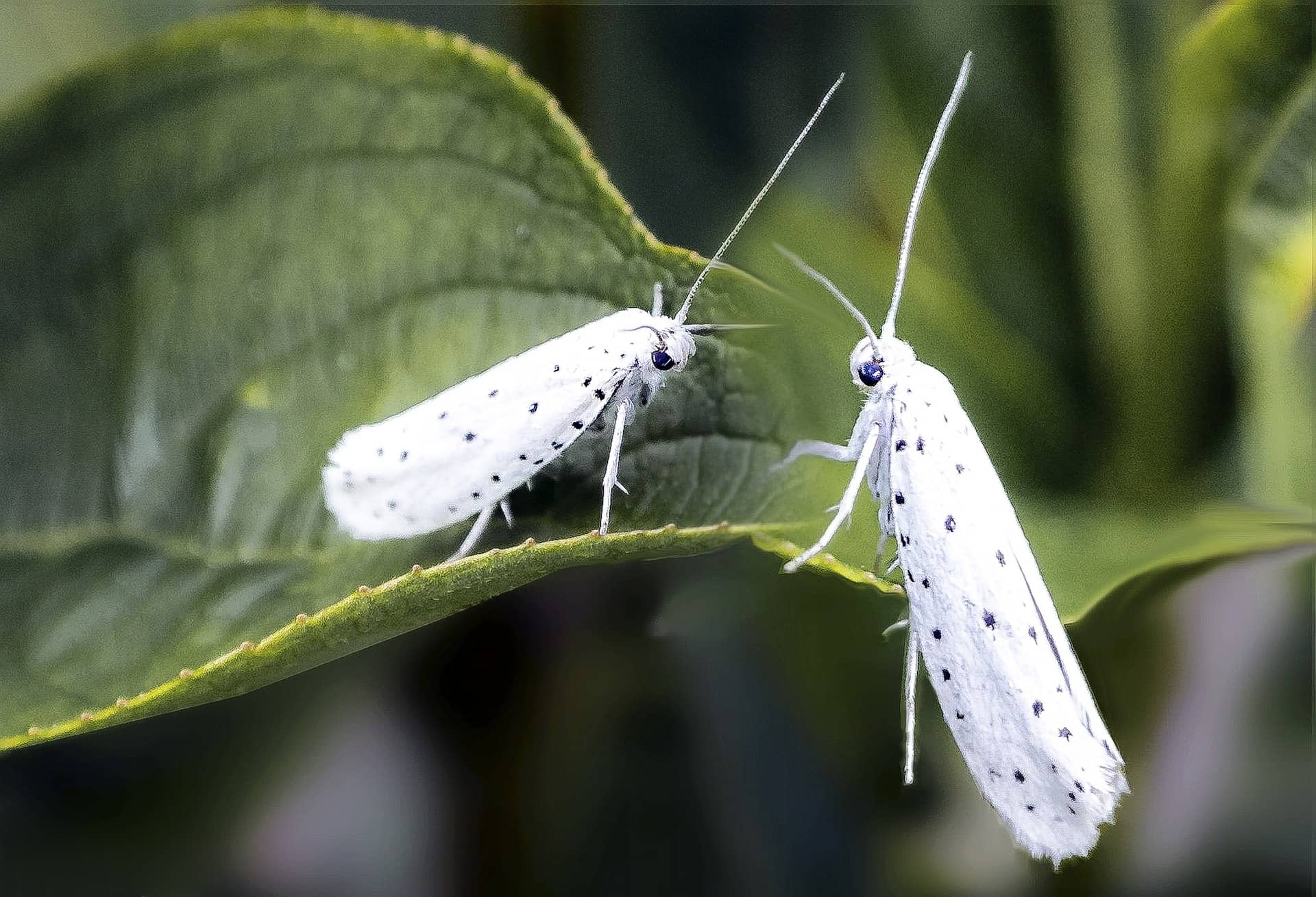 Comment se débarrasser des mites ? Illzach