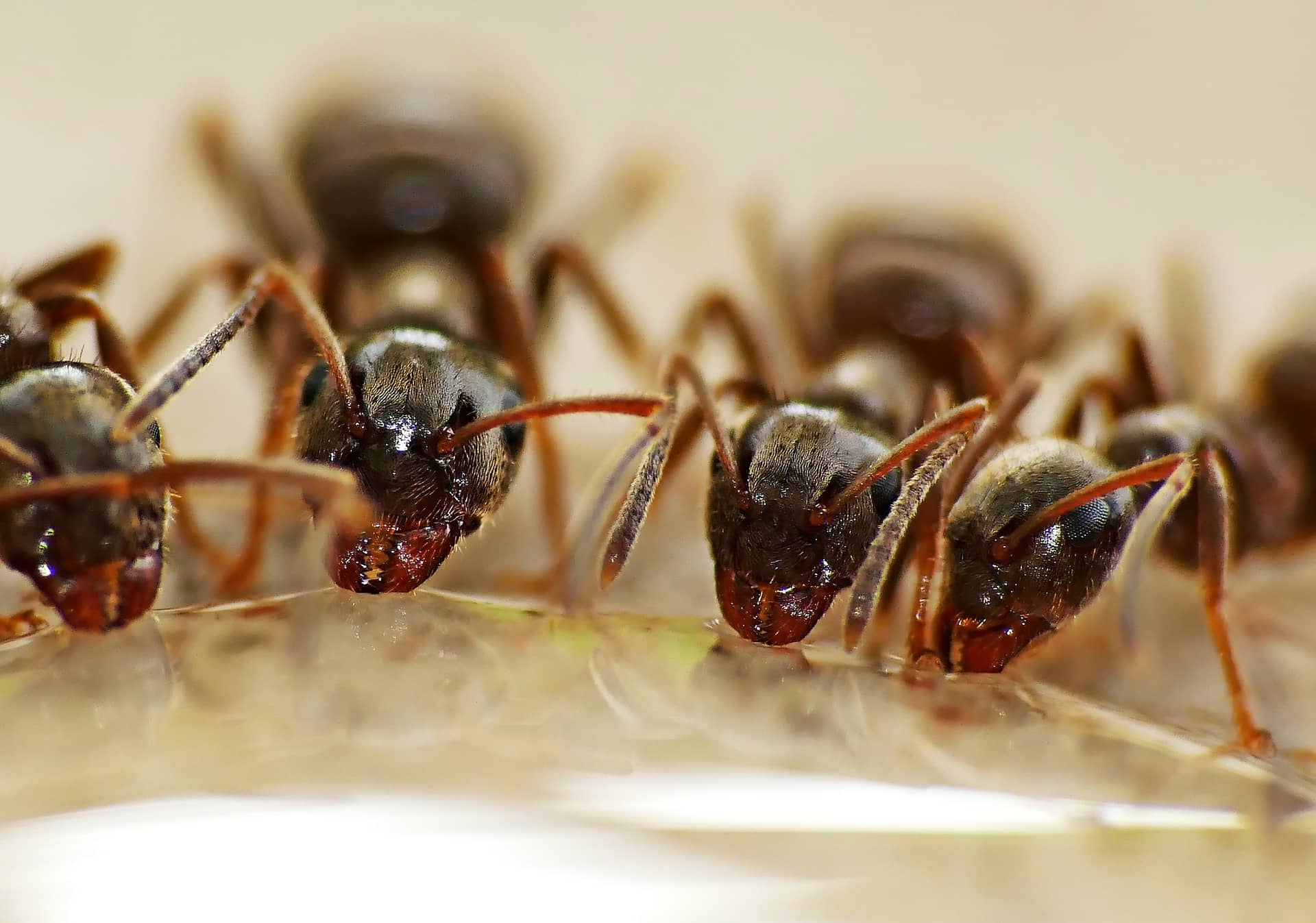 Comment tuer des fourmis ? Illzach