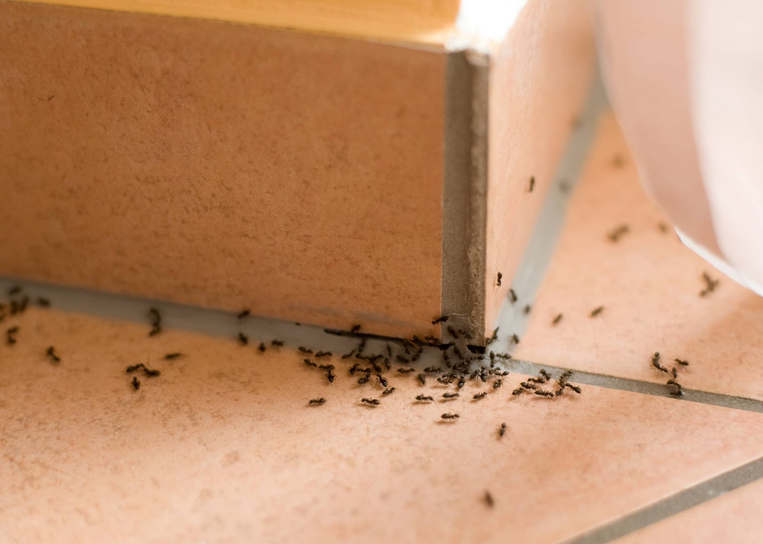 Comment se débarrasser des fourmis ? Saint-Louis
