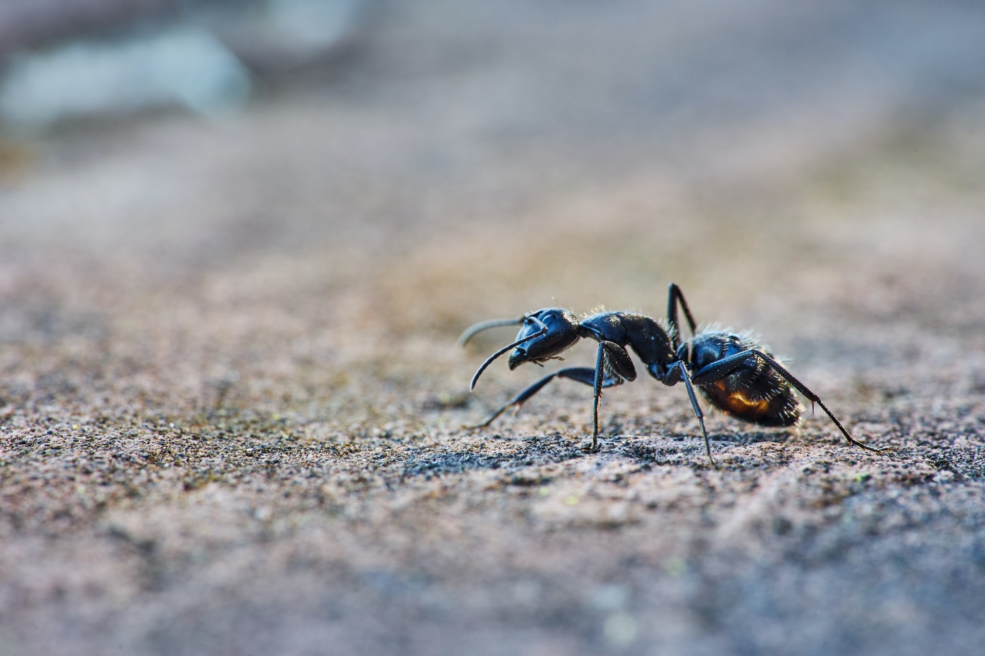 Comment prévenir l&#8217;invasion de fourmis ? Saint-Louis