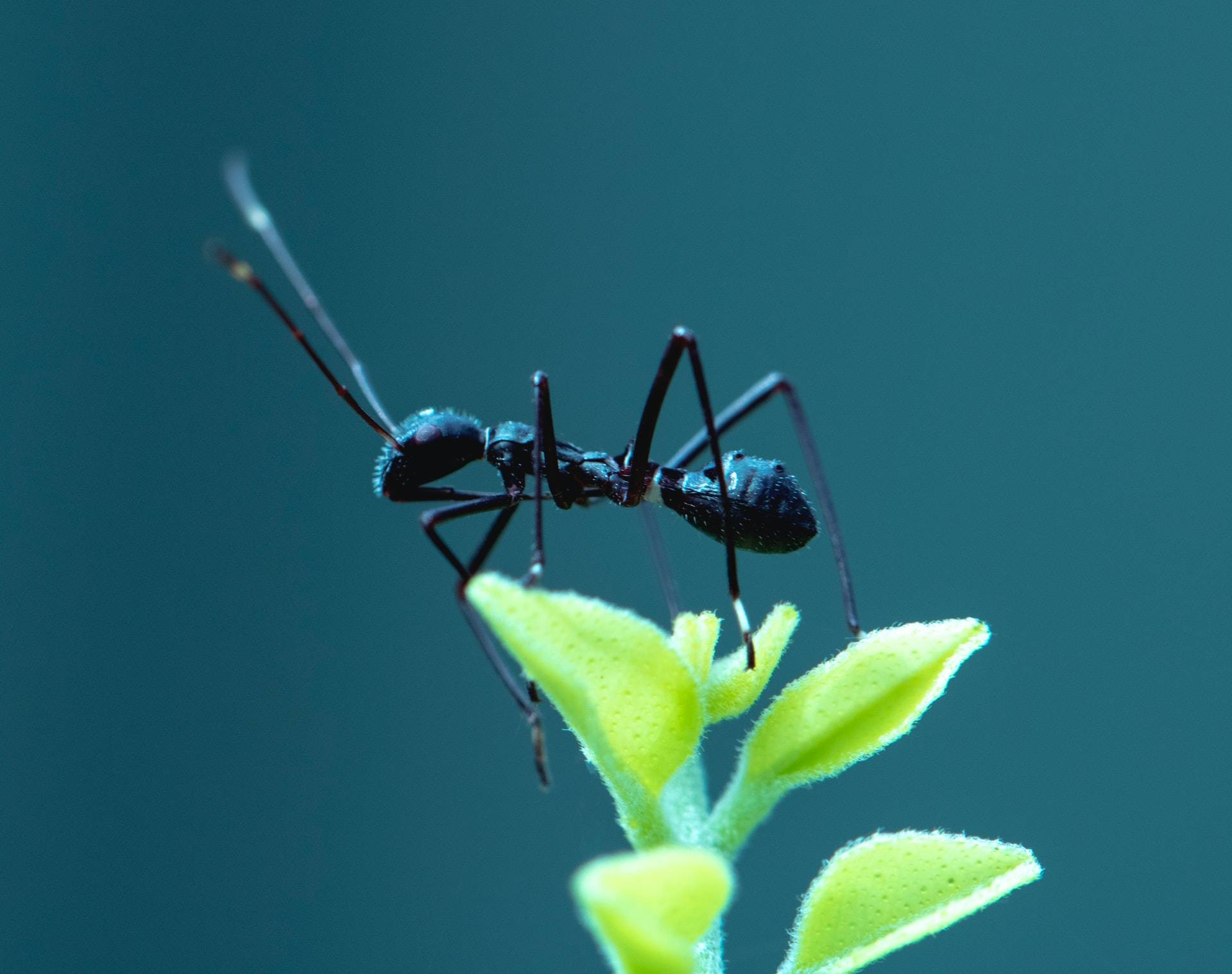 Comment trouver un nid de fourmis ? Audincourt