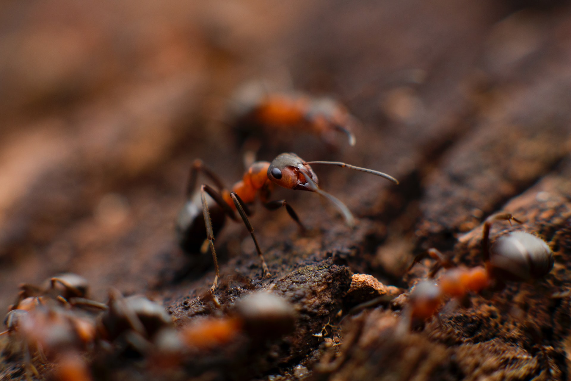 Comment se débarrasser des fourmis dans la maison ? Riedisheim
