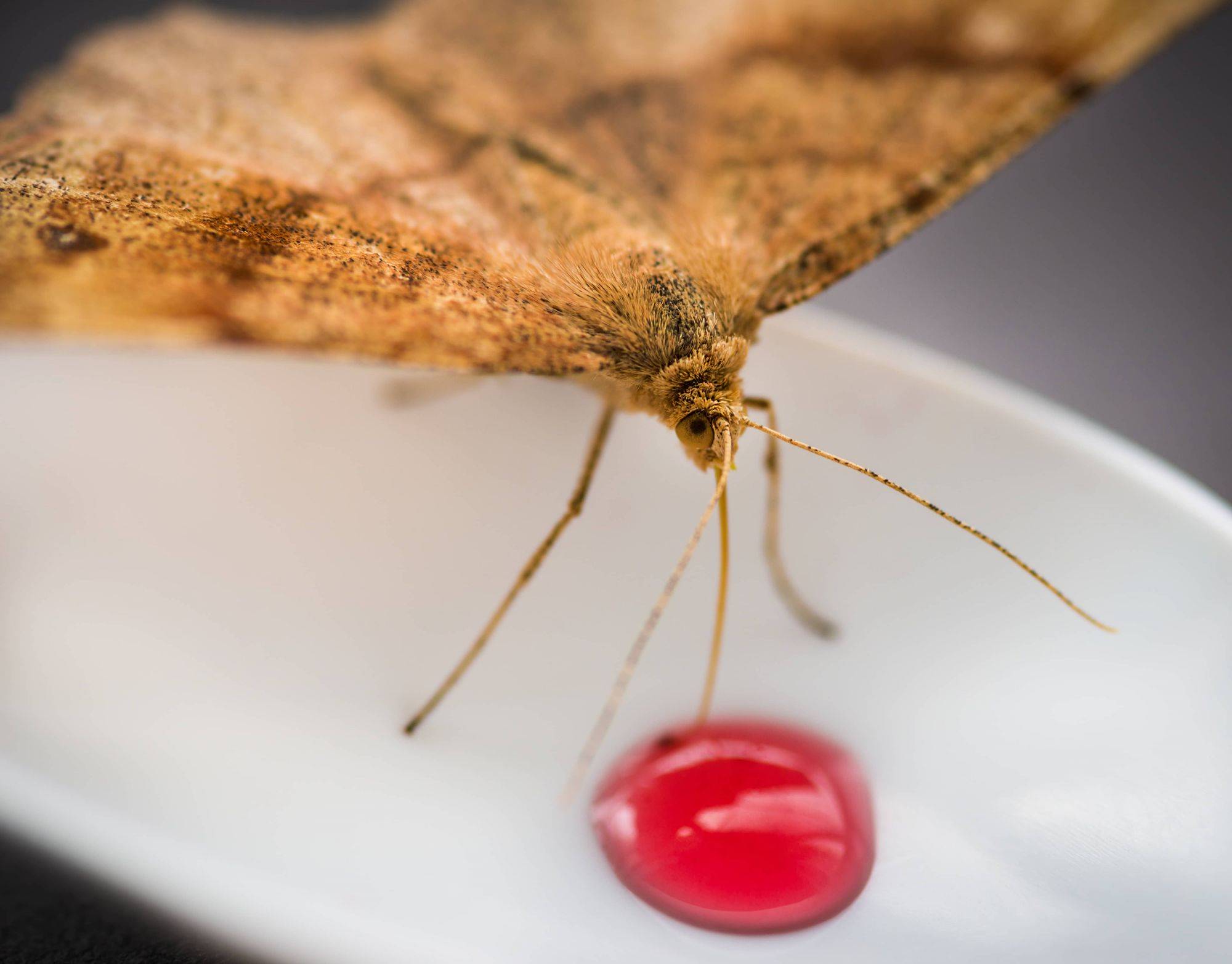 Que faire contre les mites alimentaires ? Belfort