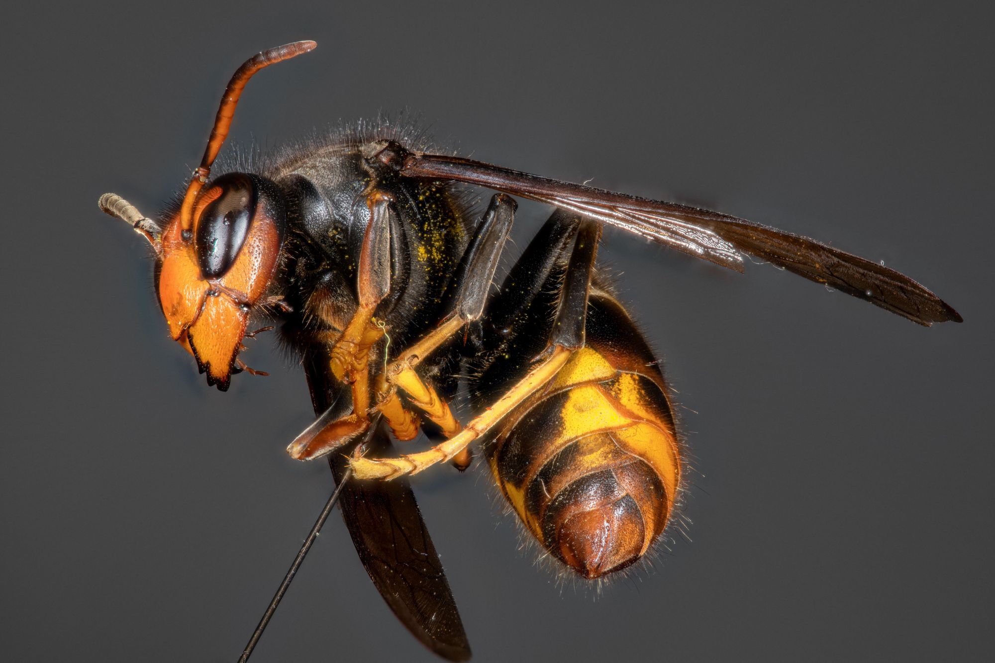 TYPES_FRELONS | KD Pro Comment faire fuir un frelon asiatique ? Wittenheim