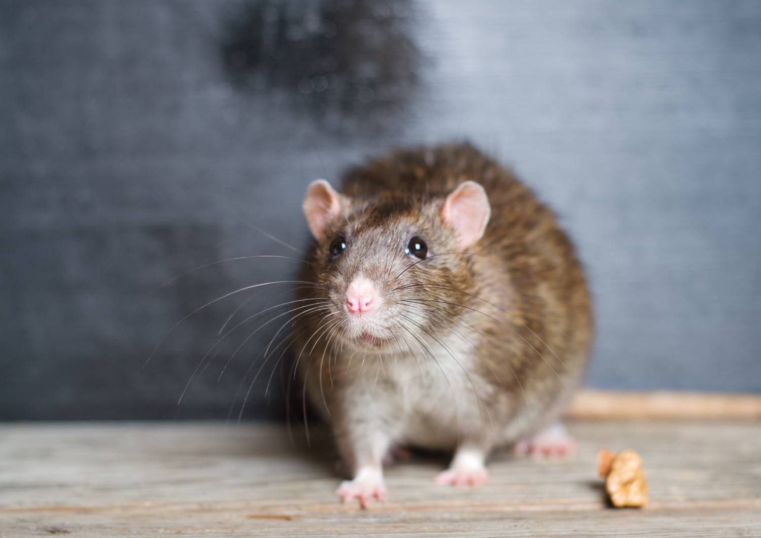 Quels sont les différents types de rats ? Montbéliard