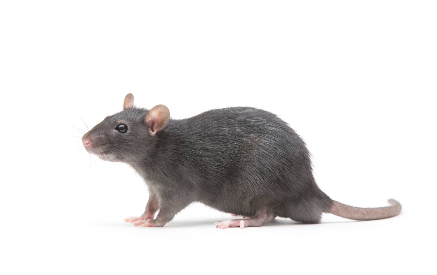 SOURIS | KD Pro Qu’est-ce que les souris détestent ? Mulhouse
