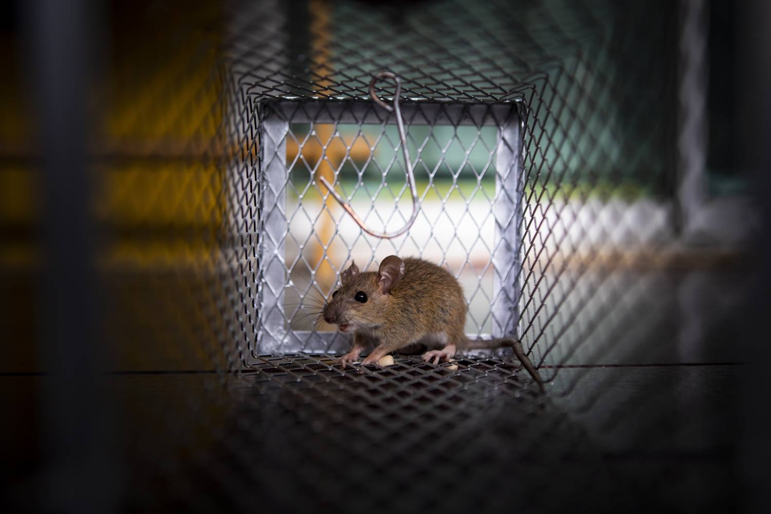 Top 4 des odeurs que les rats détestent KD Pro, Belfort, HautRhin