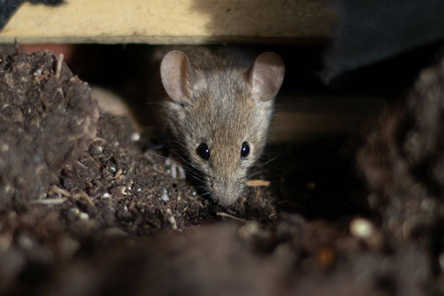 Souris extermination : quel appât pour attirer une souris ou un rat ?