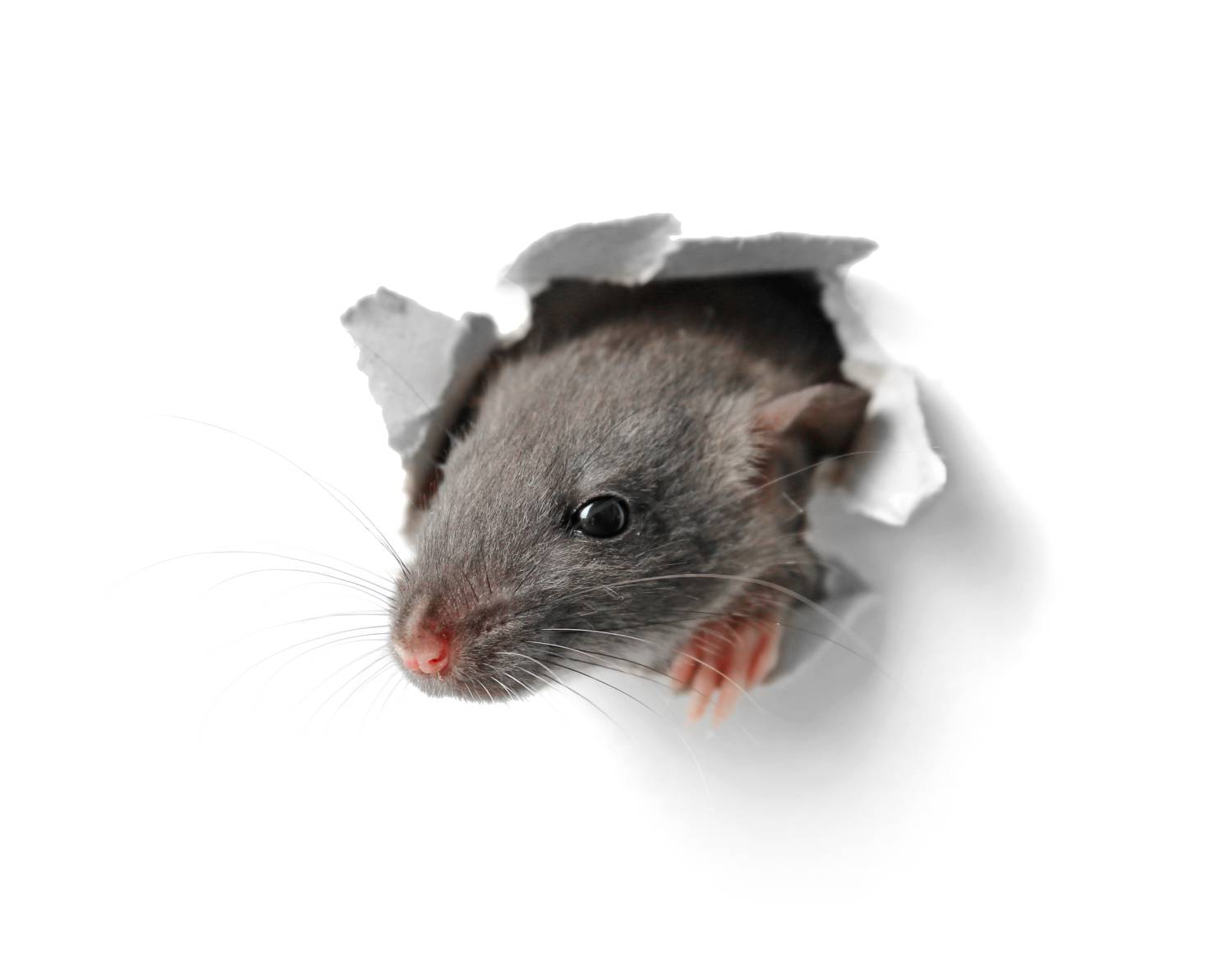 Quels dégâts peut faire une souris ? Illzach