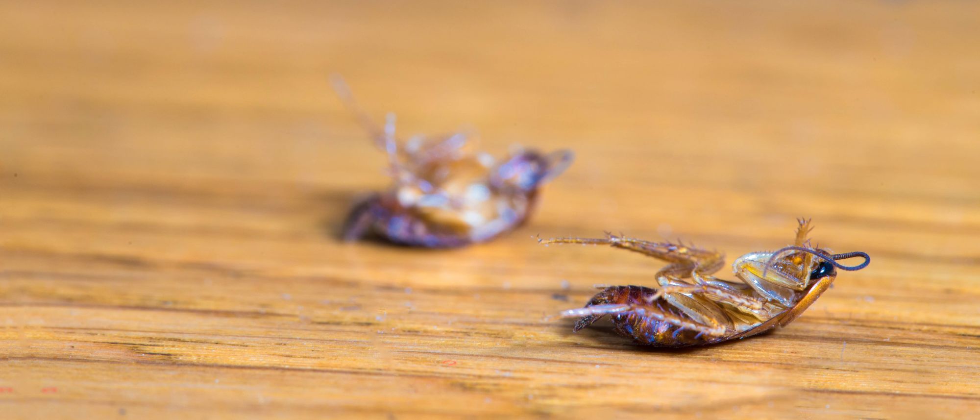 ELIMINER BLATTES NATURELLEMENT | KD Pro Comment repérer un nid de cafards ? Belfort