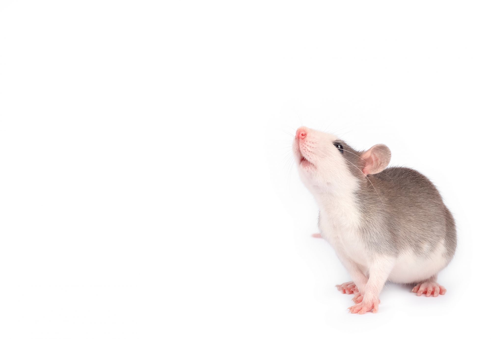 SOURIS | KD Pro Comment savoir si les souris sont parties ? Montbéliard