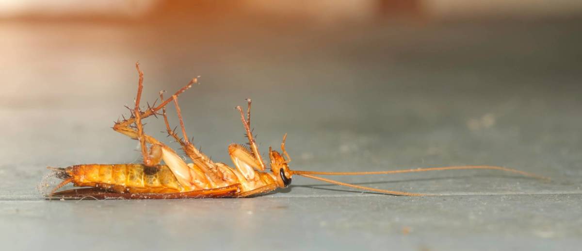 CAFARD_BLATTE | KD Pro Comment détecter la présence de blattes ? Wittenheim