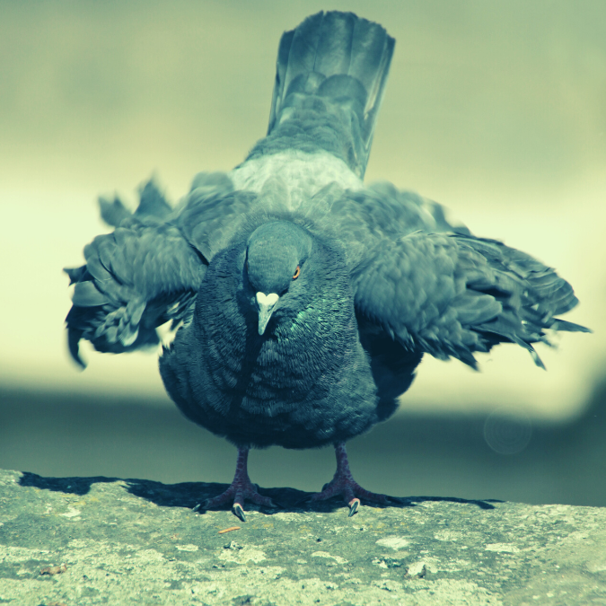 6 | KD Pro Pigeons : comment les faire faire fuir de votre balcon ? Colmar