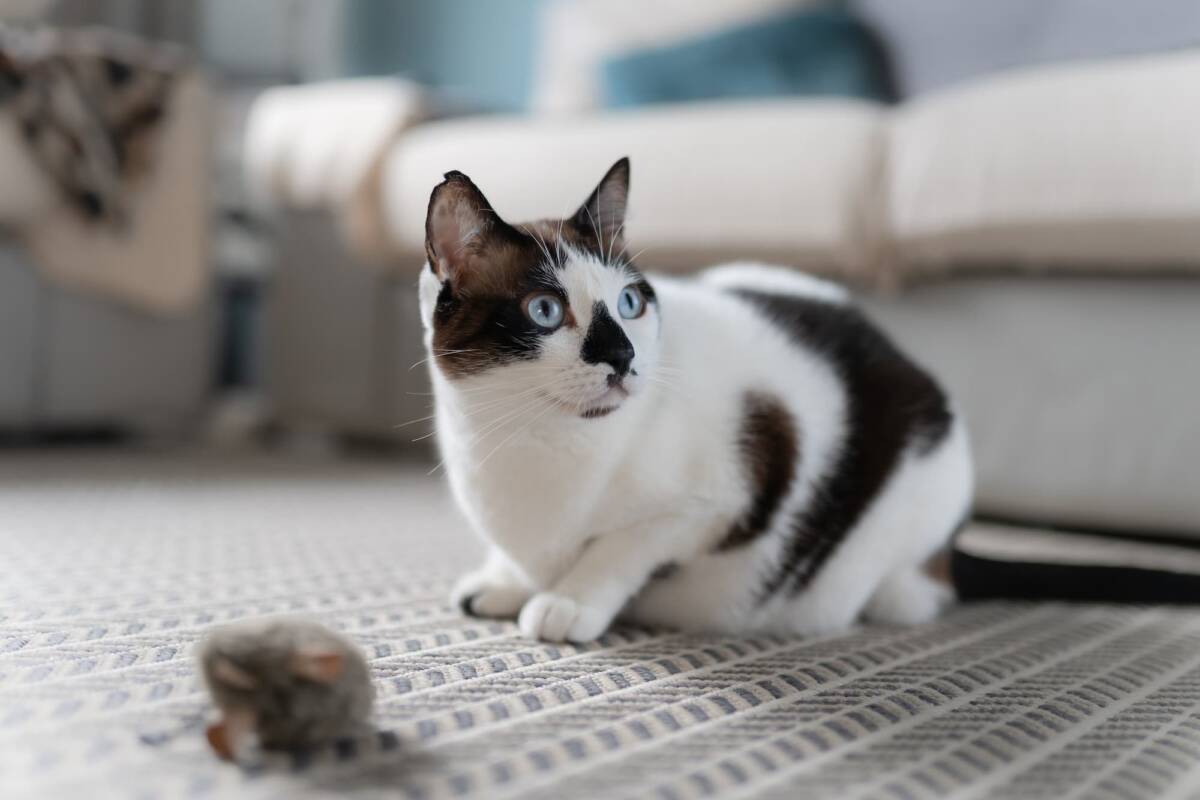 Le chat est-il utile pour combattre les rats ? Rixheim