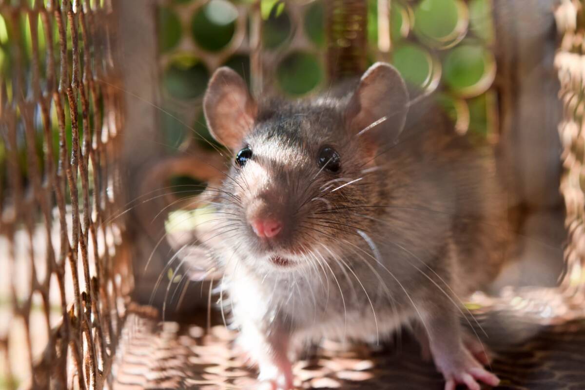 Comment protéger sa maison contre les souris en hiver ? Colmar